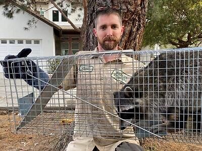 New York City pest control